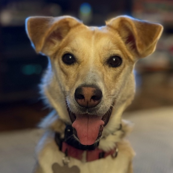 Meet your Posher, Megan - Picture 1 of 1